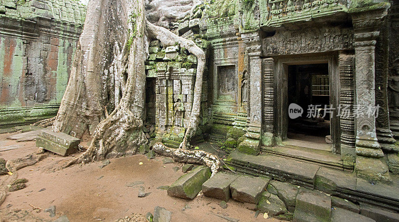 Ta Prohm:丛林神殿